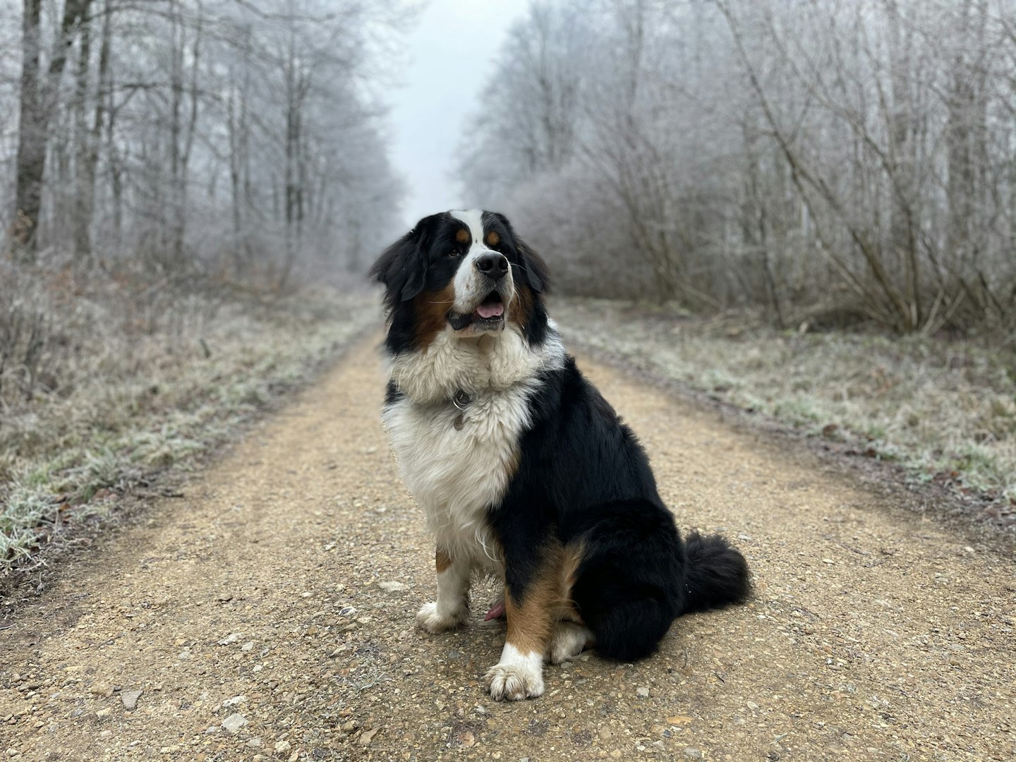 Newfoundland with soulful eyes and droopy jowls – calm and affectionate expression