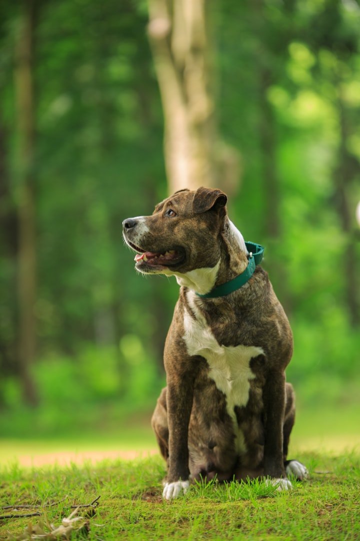 American Pit Bull Terrier standing alert – muscular and loyal companion breed