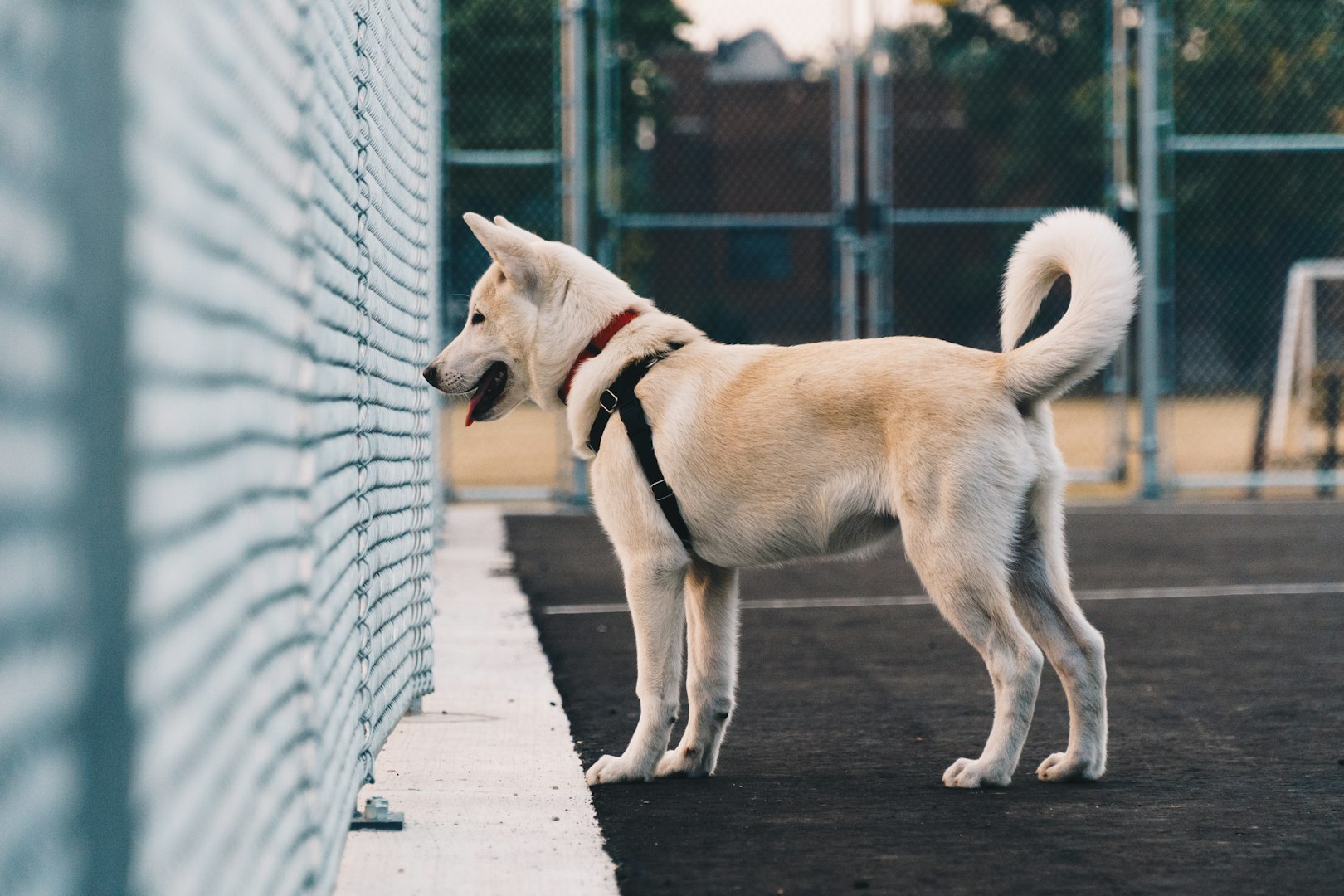 Akita standing proudly with thick double coat – large and dignified Japanese breed
