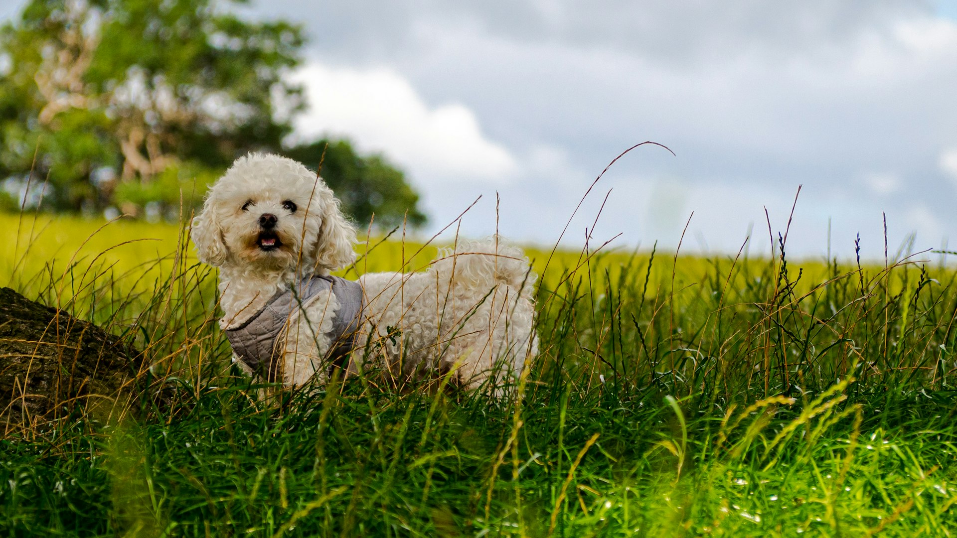 Bichon Frise with fluffy white coat – cheerful and hypoallergenic companion breed