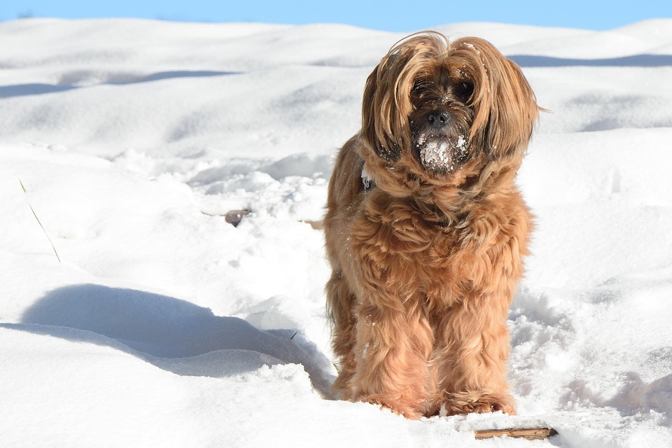 Tibetan Terrier standing with long, flowing coat – medium-sized companion dog from Tibet