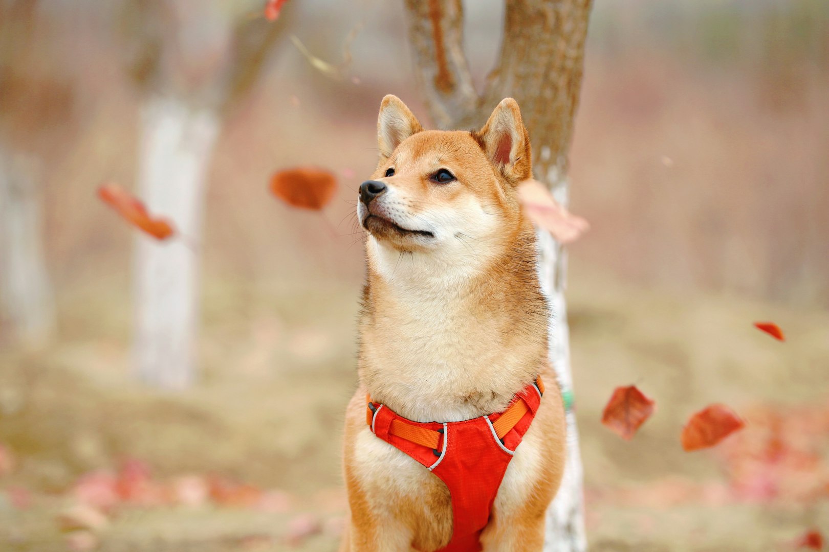 Shiba Inu face with upright ears and alert eyes – known for its bold expression