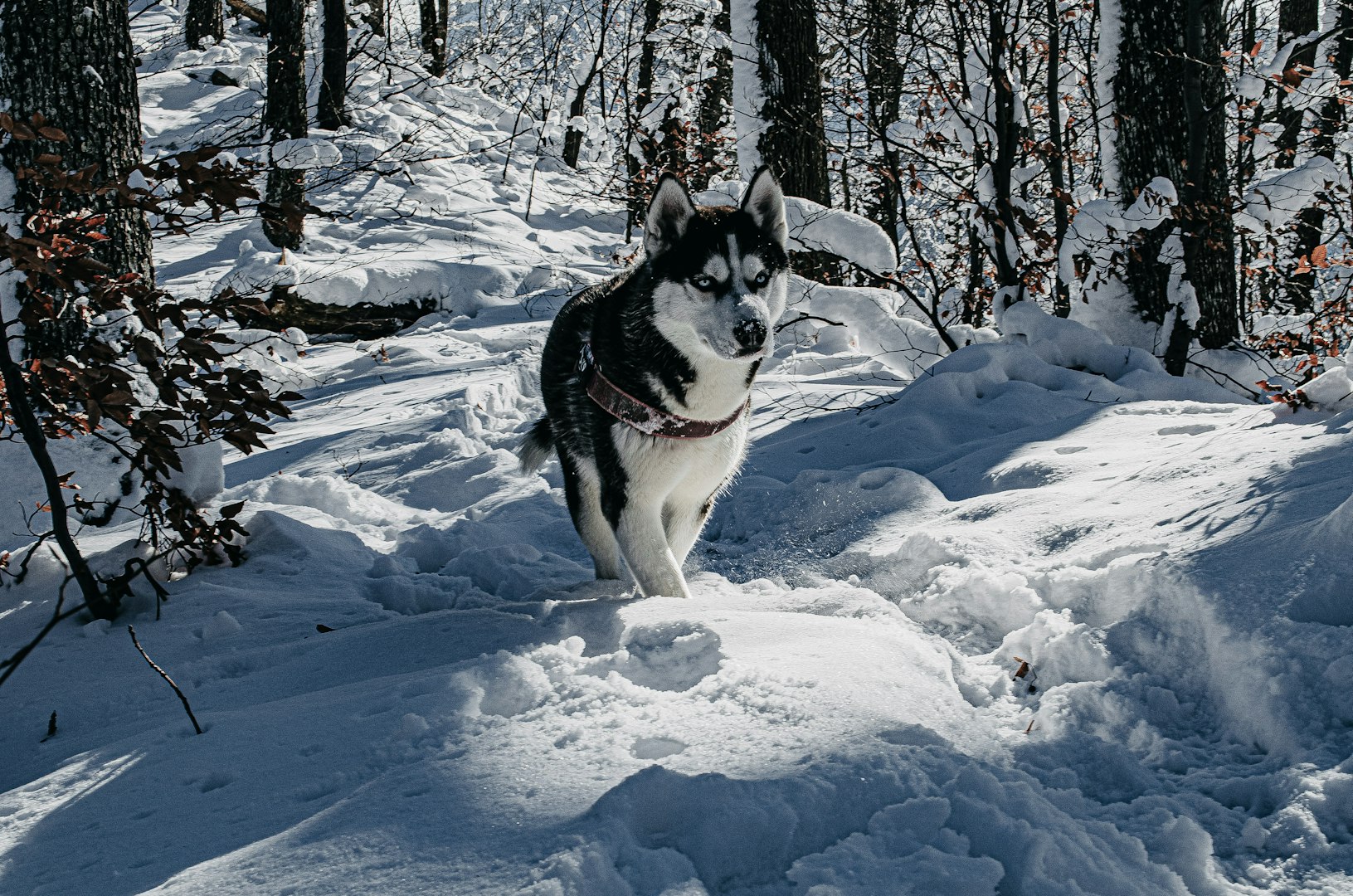 siberian husky - striking blue eyes and thick coat