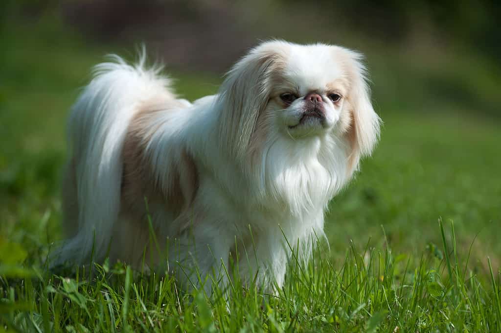 Groomed Japanese Chin in show stance – flowing coat and plume-like tail carried over the back