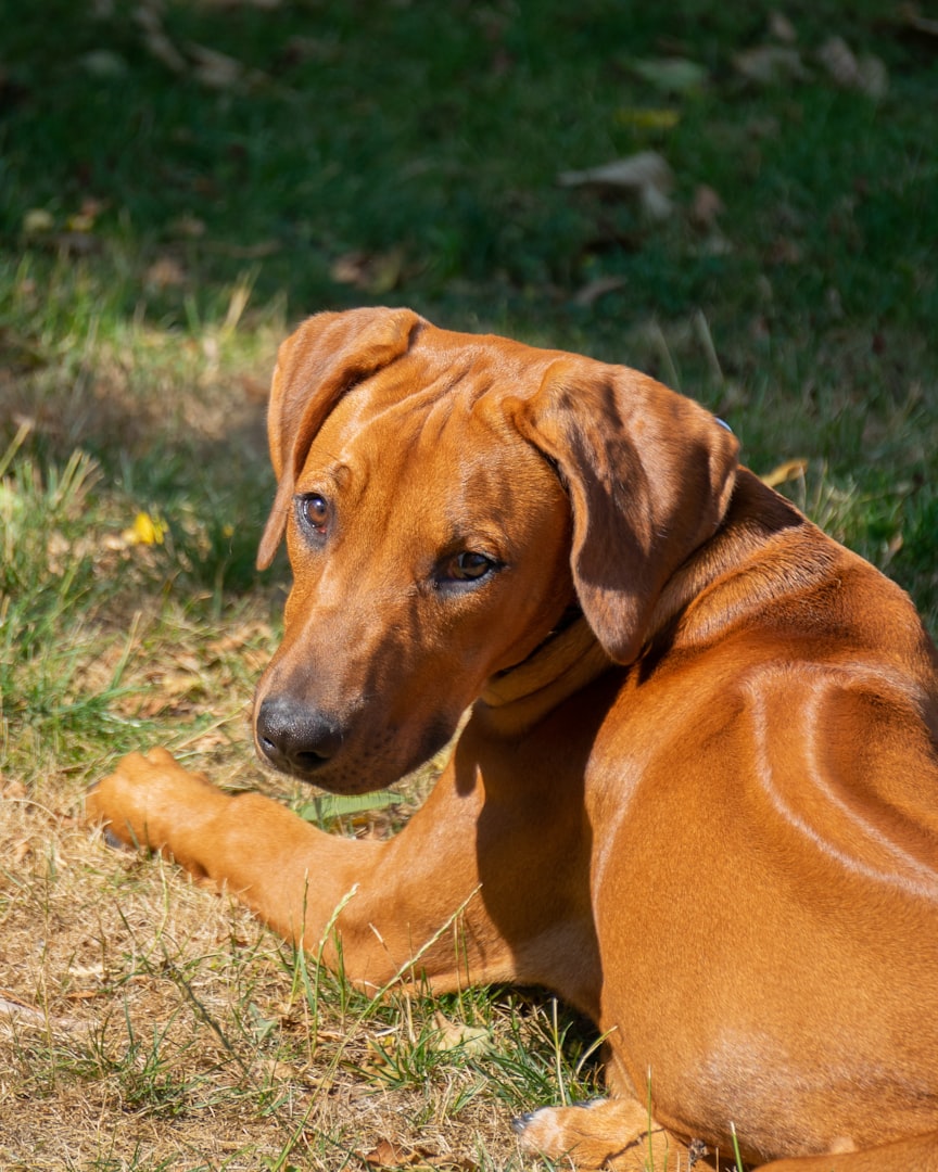 Close-up of Rhodesian Ridgeback’s ridge of hair running along the spine – breed’s signature trait