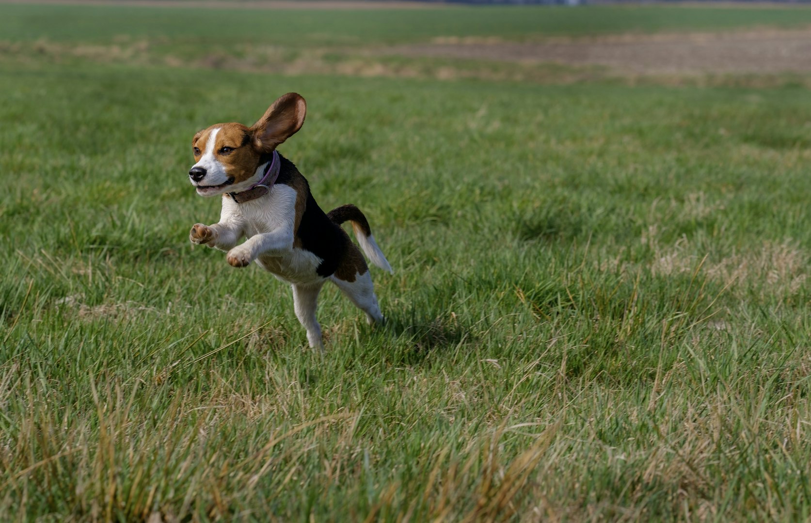 beagle - compact size and excellent scent tracker