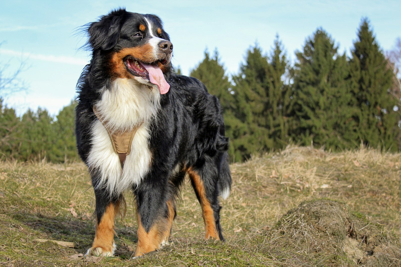 Bernese Mountain Dog standing in a meadow – large, tri-color working breed from Switzerland
