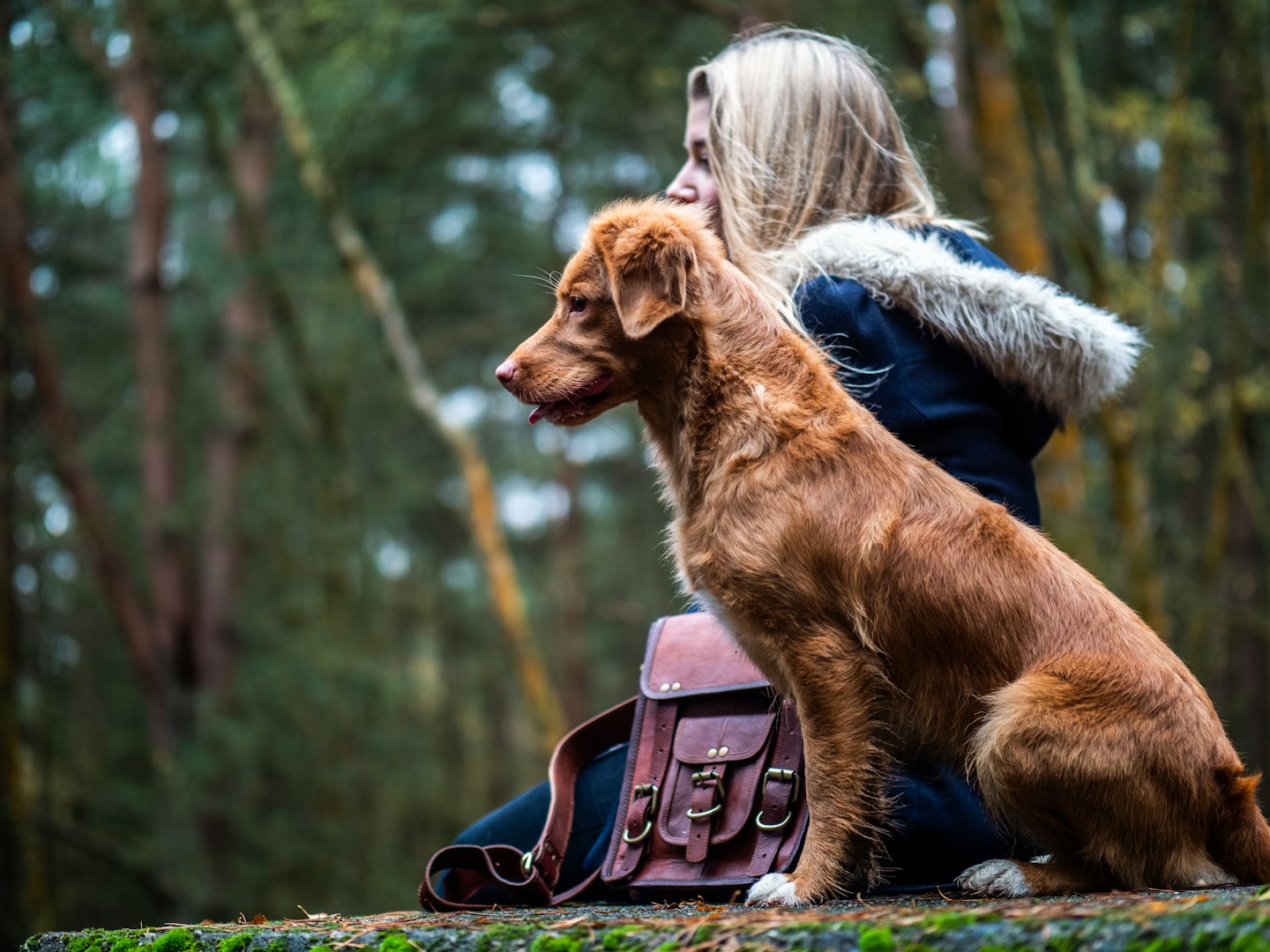 dog training