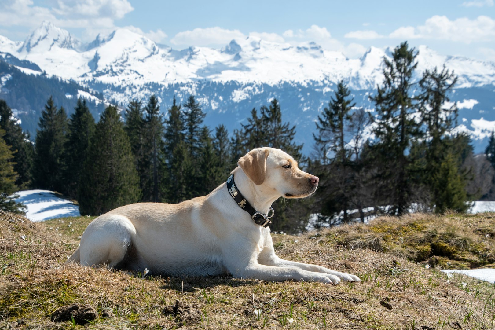 labrador retriever - friendly and loyal family dog