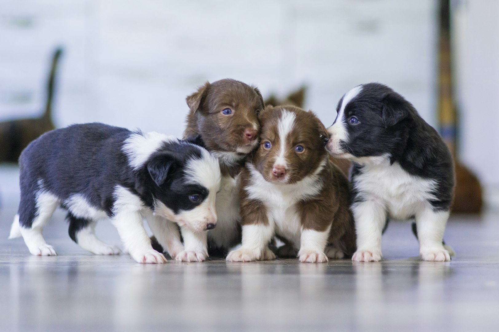 Dog types and dog breeds
