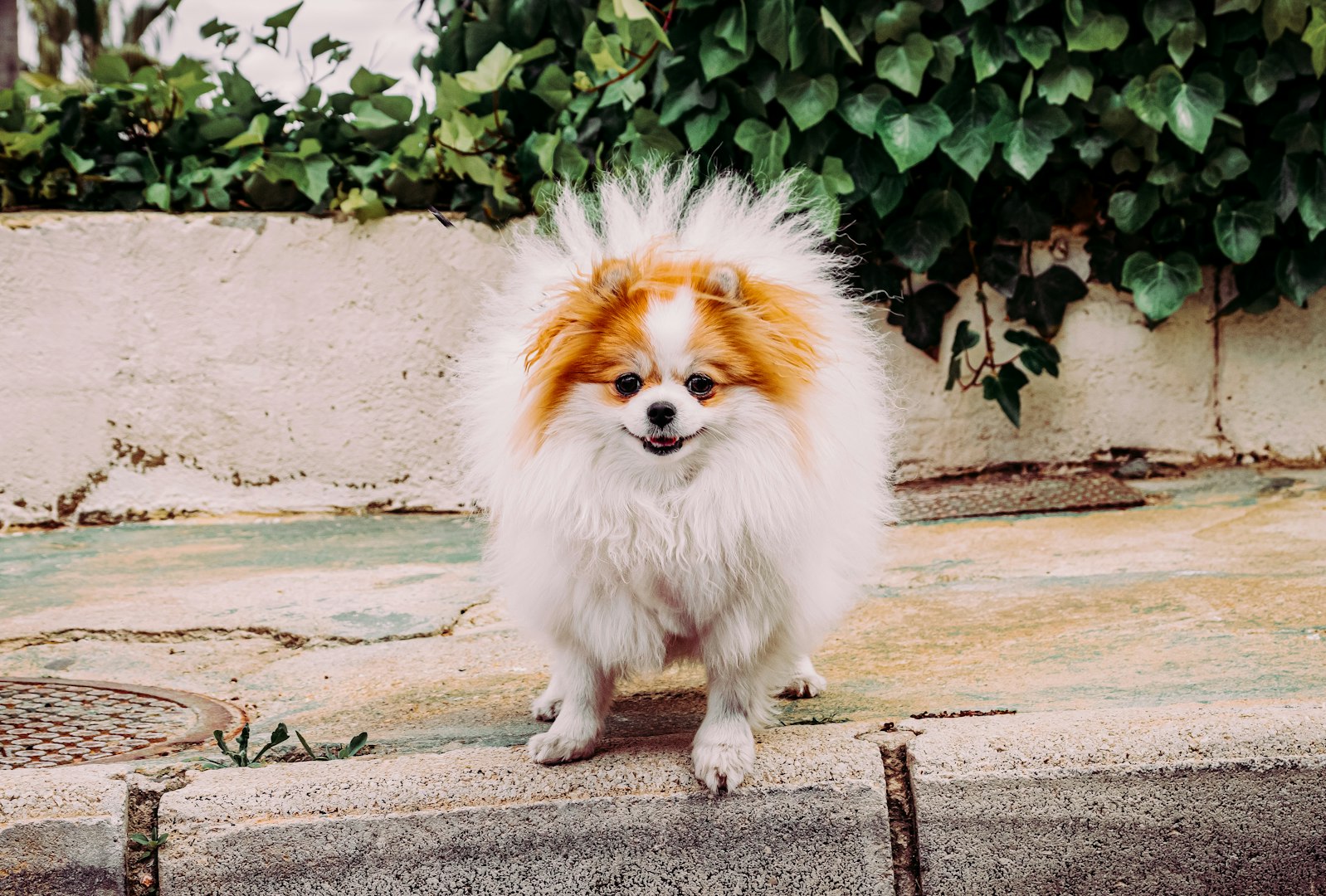 papillon