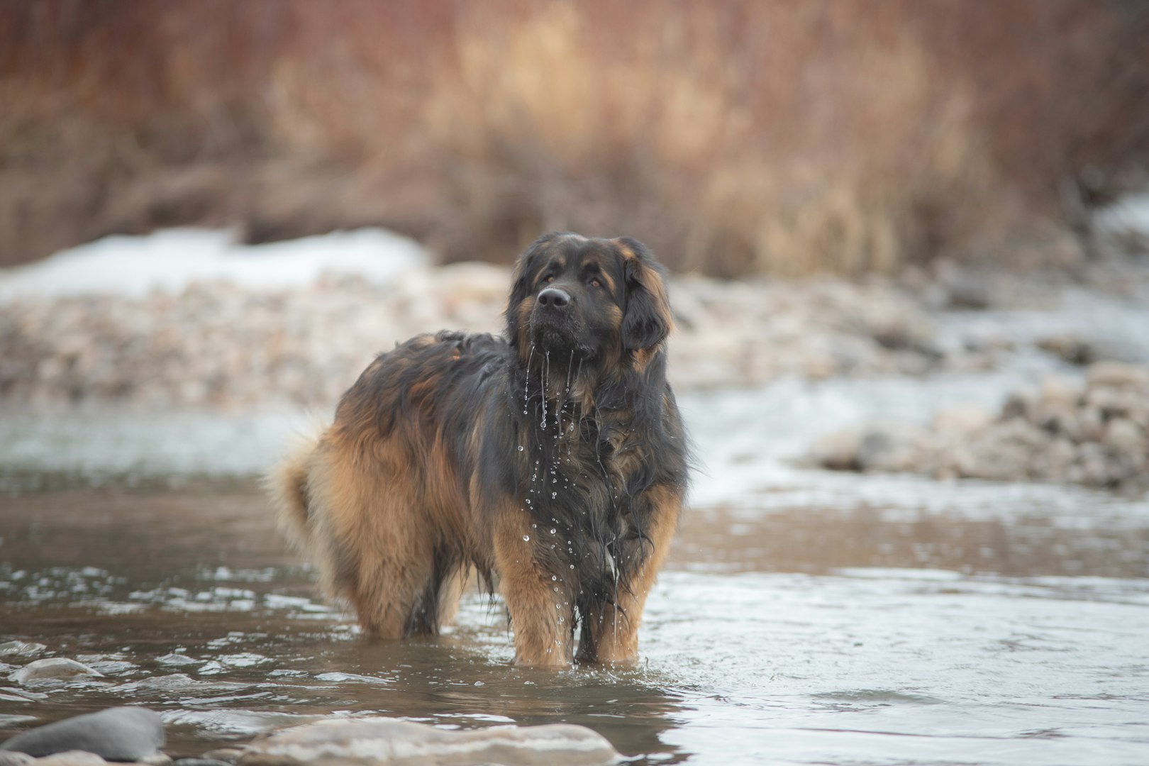 Leonberger with expressive eyes and gentle face – calm and majestic working dog