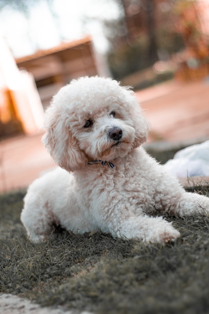 poodle - curly coat and highly trainable