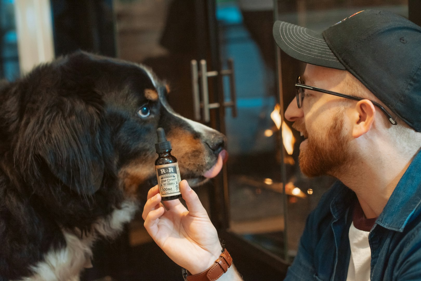 dog health and wellness