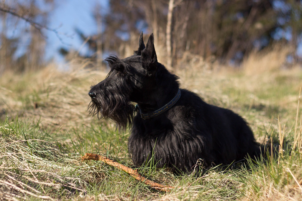 Scottish Terrier standing proudly – small, sturdy dog with wiry black coat and dignified stance