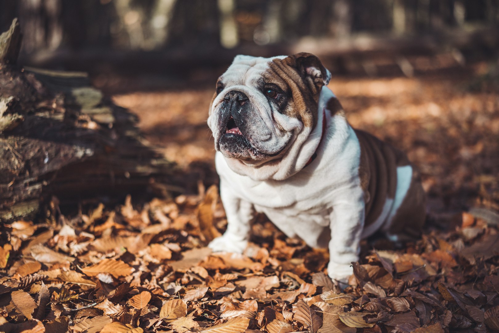 bulldog - muscular build and gentle nature