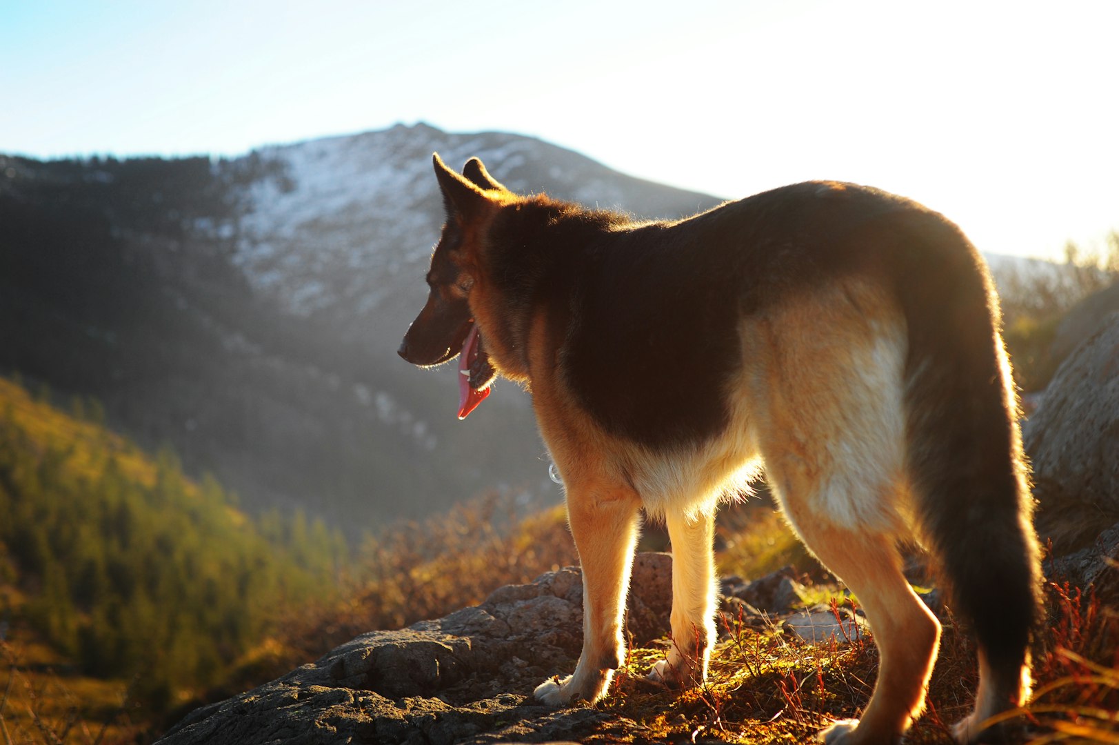 german shepherd - intelligent working breed